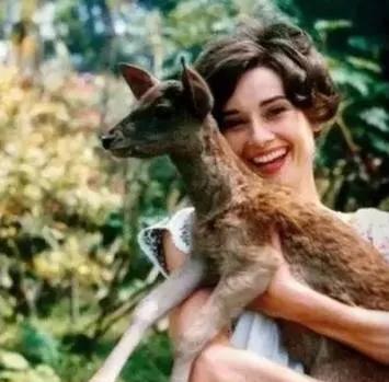 梦想|优雅、高贵,就算着一件白衬衣也能光芒万丈 一一奥黛丽?赫本之美