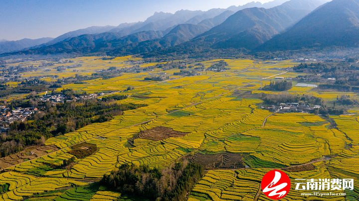 油菜花|腾冲的春天，从油菜花田里醒来