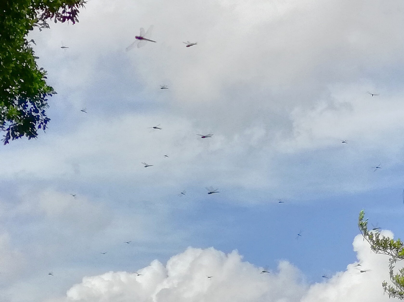 原创20年前常见到成群飞舞的蜻蜓如今却很少见到蜻蜓去哪了