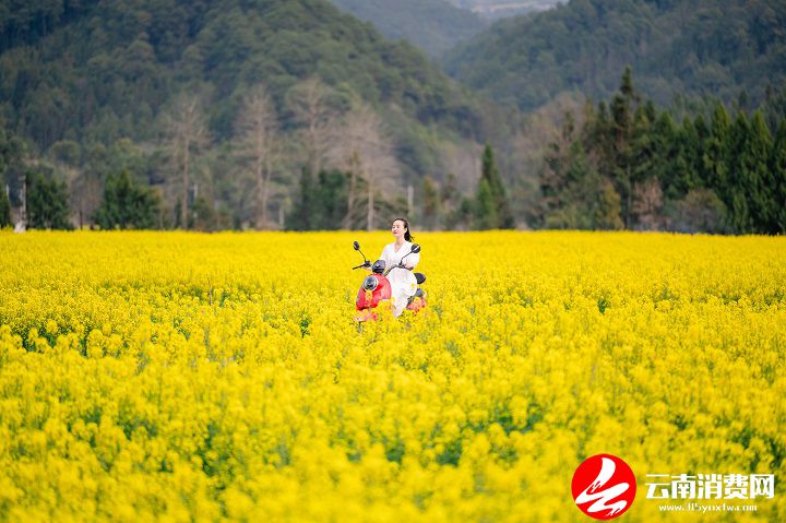 油菜花|腾冲的春天，从油菜花田里醒来