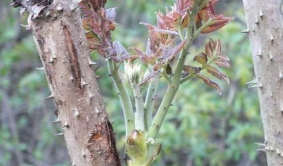 它被称为 天下第一山珍 农民为何见了直接砍掉 老芽 因为 植物