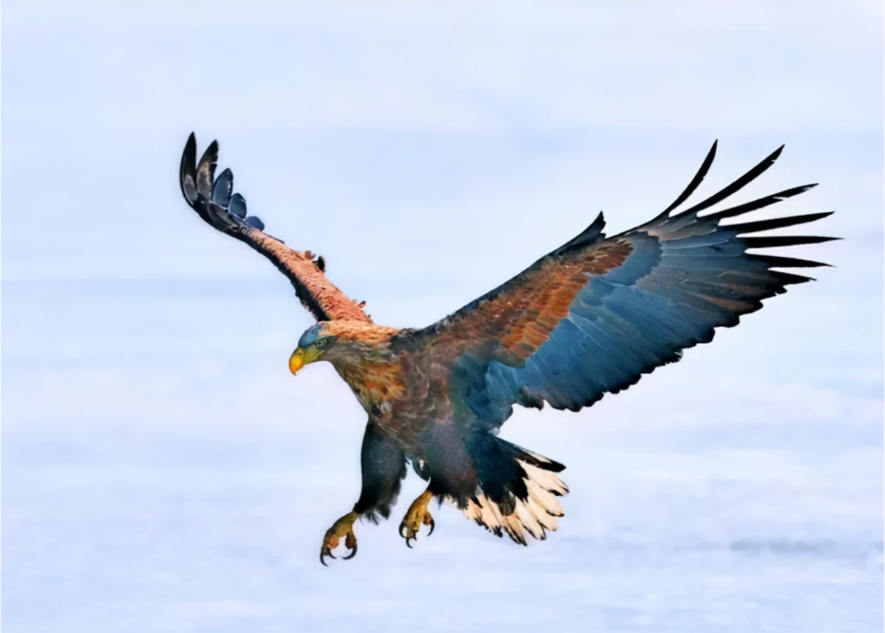 原创极其罕见俄罗斯巨鹰离家出走独自飞行8000公里去往美国