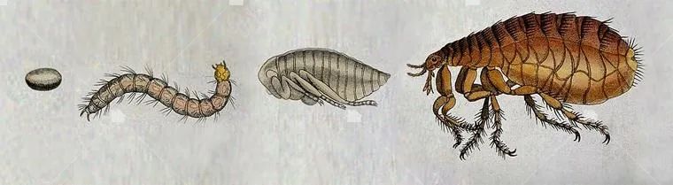 梦境中的奇异之旅,梦见给死去的人捉跳蚤 梦境中的奇异之旅,梦见给死去的人捉跳蚤