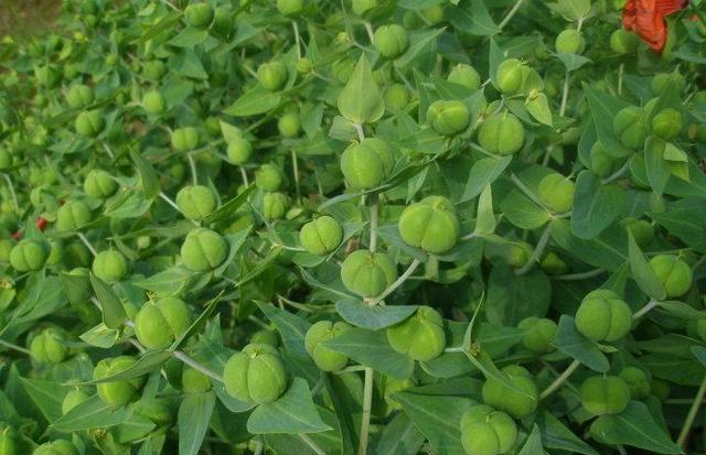 农村这种野草,汁液有毒,农民见了就砍,却不知是名贵的千金子_野果子