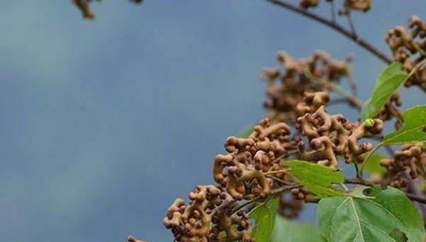 杨梅一|这个水果有1000万年历史，被称为最古老水果，更被叫做“万寿果”