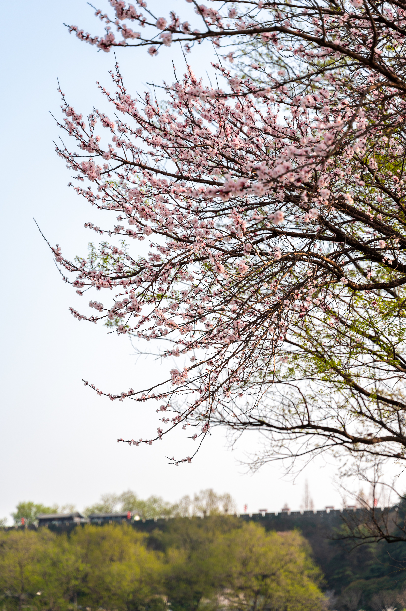 花海|南京有一座“樱洲花海”，此时已到樱花盛放期，烂漫樱花梦回金陵