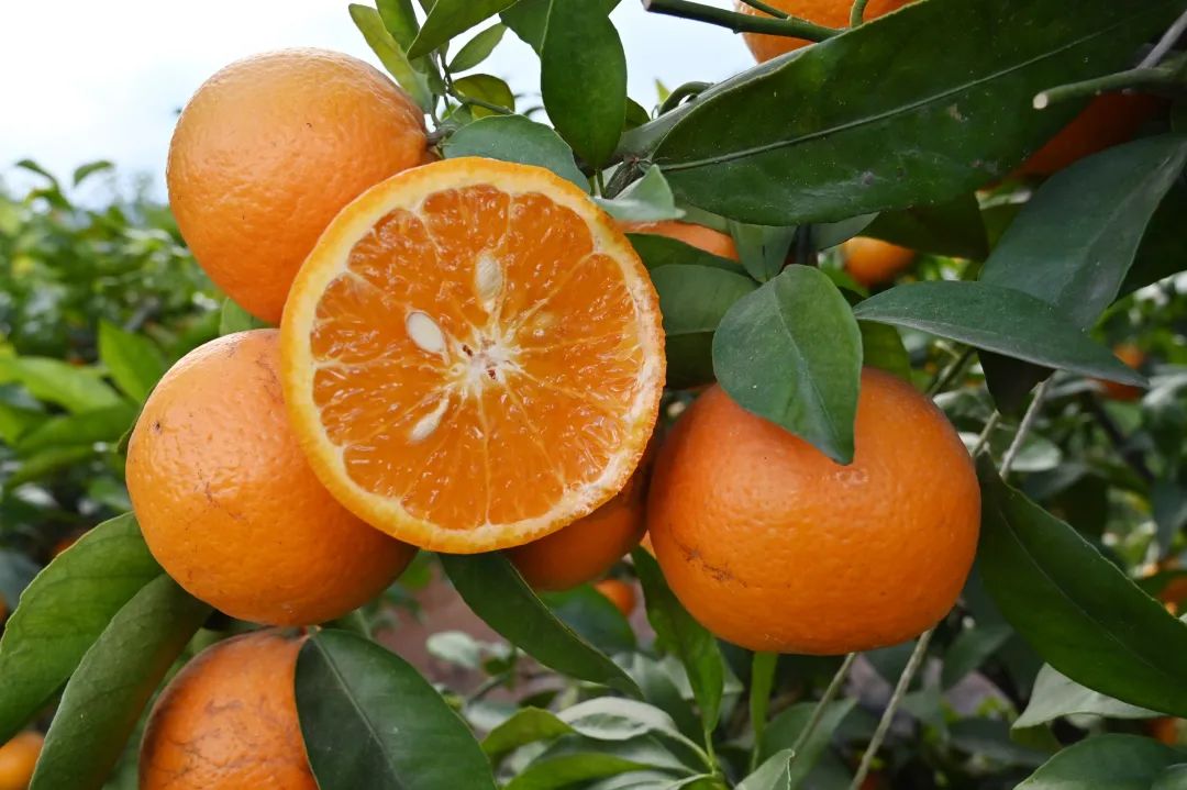 清甜爽口的云南景东沃柑新晋甜蜜小心柑