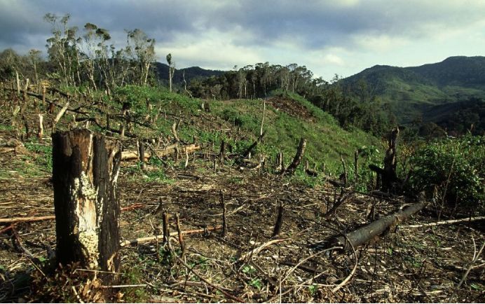 亚马逊雨林正从森林向草原褪化,相对于草原,亚马逊雨林的植被更加丰富
