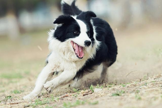 為什麼德牧能當軍警犬,而智商高的邊牧卻不行?_訓練_性格_外貌