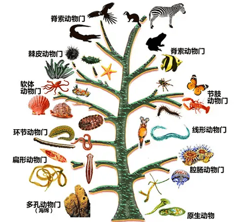 动物并不知道生殖繁衍的秘密却有两性生殖行为被谁操控了