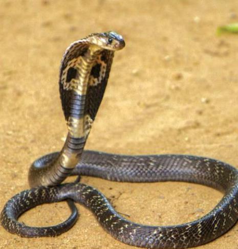 眼镜王蛇,那可不是省油的灯,最长可长到6米,生性残暴,在它的领地内