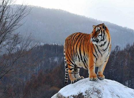 最凶猛猫科动物排行榜 花豹连前10都进不去 猎物 体重 美洲豹