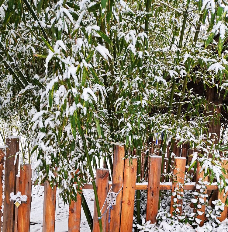 下集|一场雪，让这里的春天真美