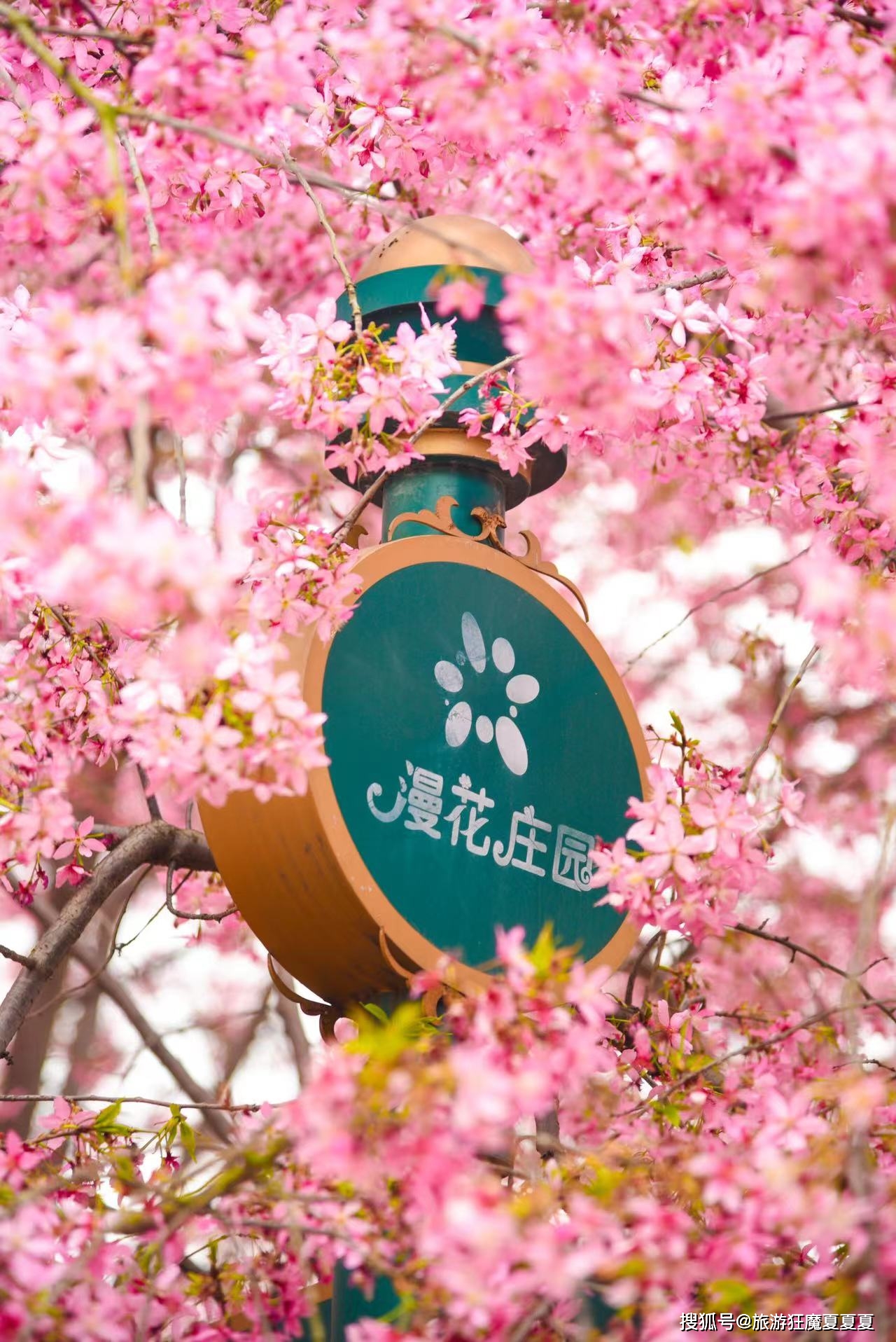 成都周边赏花好去处樱花大道已开好还有百万级永生花宫殿