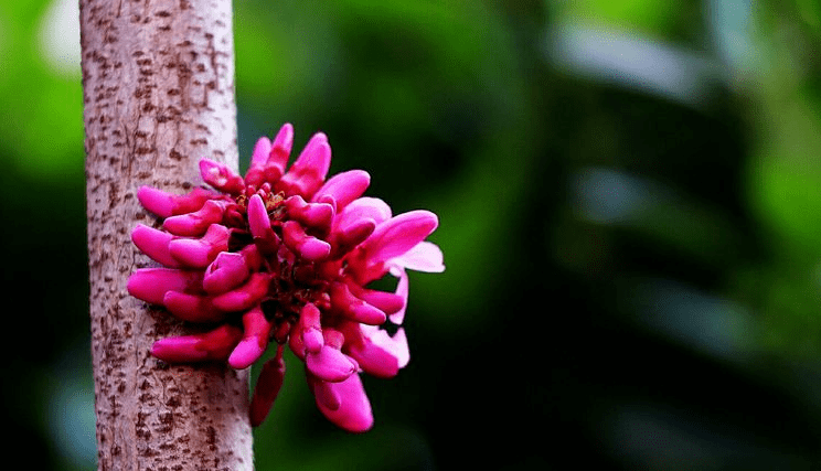 詩詞鑑賞一樹幽花見紫荊十二首紫荊花的詩詞欣賞這濃濃春色