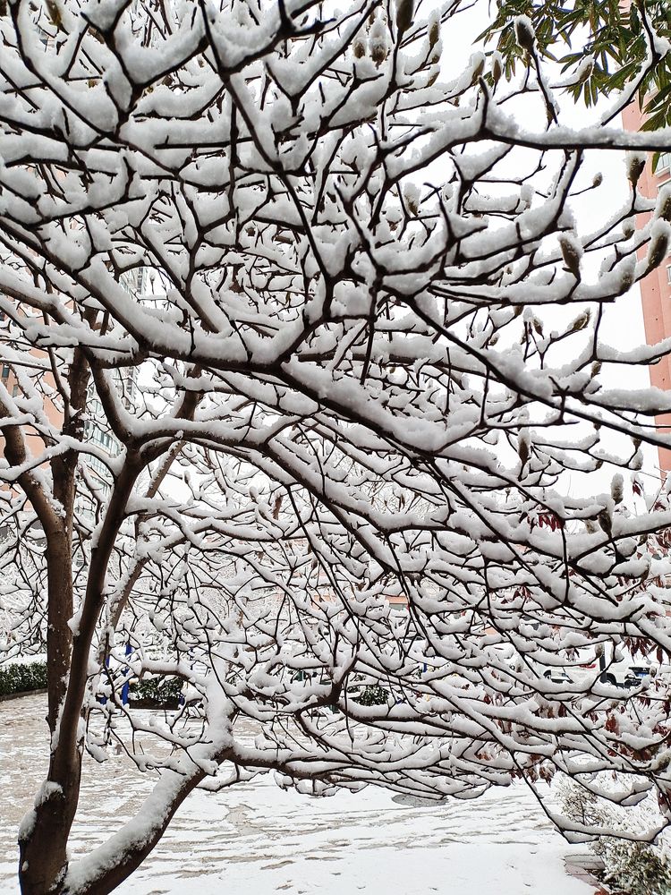 下集|一场雪，让这里的春天真美