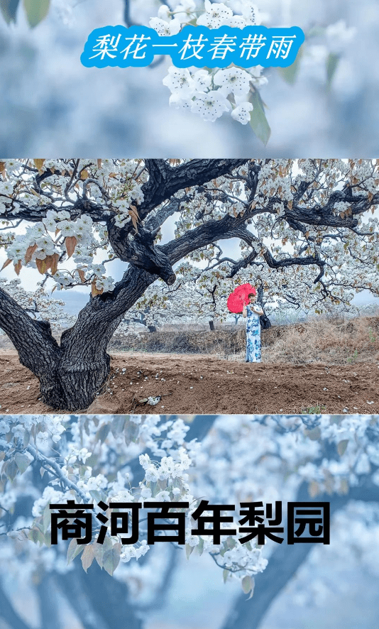 王洪岩|济南春天的秘密都藏在这里了！醉美春天图鉴请查收！