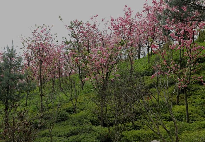 风景区|云南弥勒太平湖森林公园的绚丽春景让人惊叹！