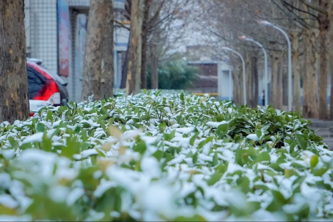 满空|春雪满空来，诚邀共赏雪中的东方双语