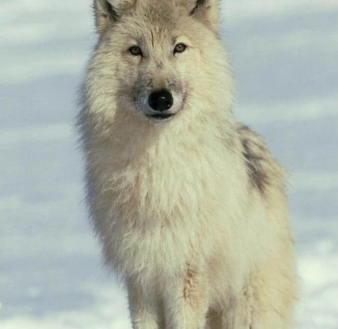 心理测试第一感觉哪只狼是狼群首领测你的领导能力有多强