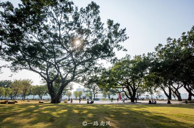 广州黄花风铃木全网刷屏，大榕树也很养眼，老广爱它的遮阴和实在