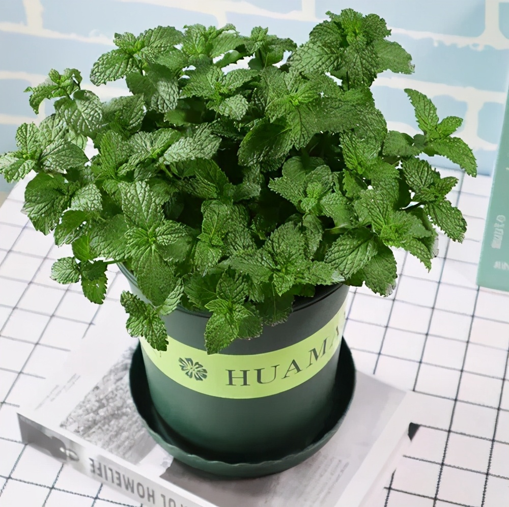 原创夏天养4盆驱蚊花皮实好养清新空气蚊虫都不敢进家门