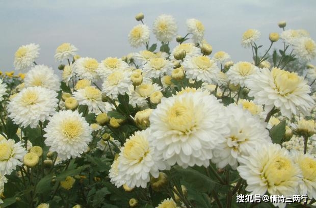 唐朝诗人郑谷这首菊虽然诗题为菊可是通篇不用一个菊字