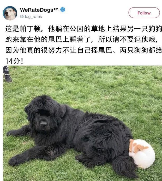 小狗别什么东西都往狗盆里放，会被嫌弃的