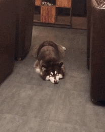 小狗别什么东西都往狗盆里放，会被嫌弃的