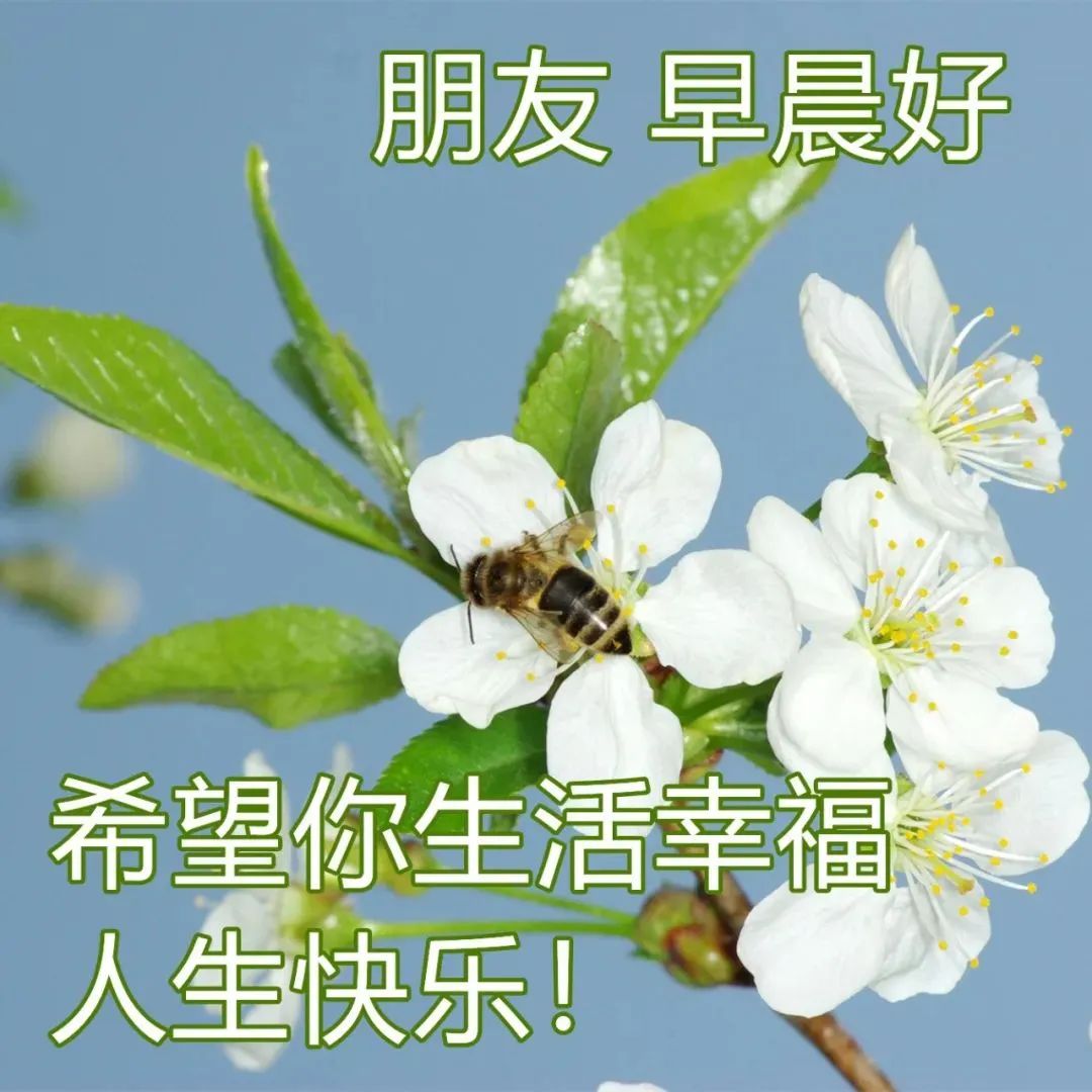 原创8张非常漂亮的春日早安动态表情鲜花图片早上好发朋友圈动态祝福