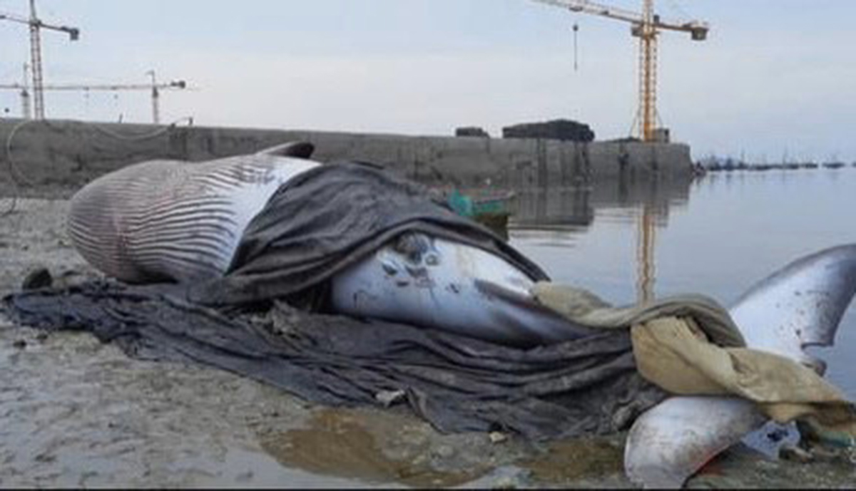原创鲸尸突现大连没事别围观相比较浪漫的鲸落鲸爆到底有多恐怖