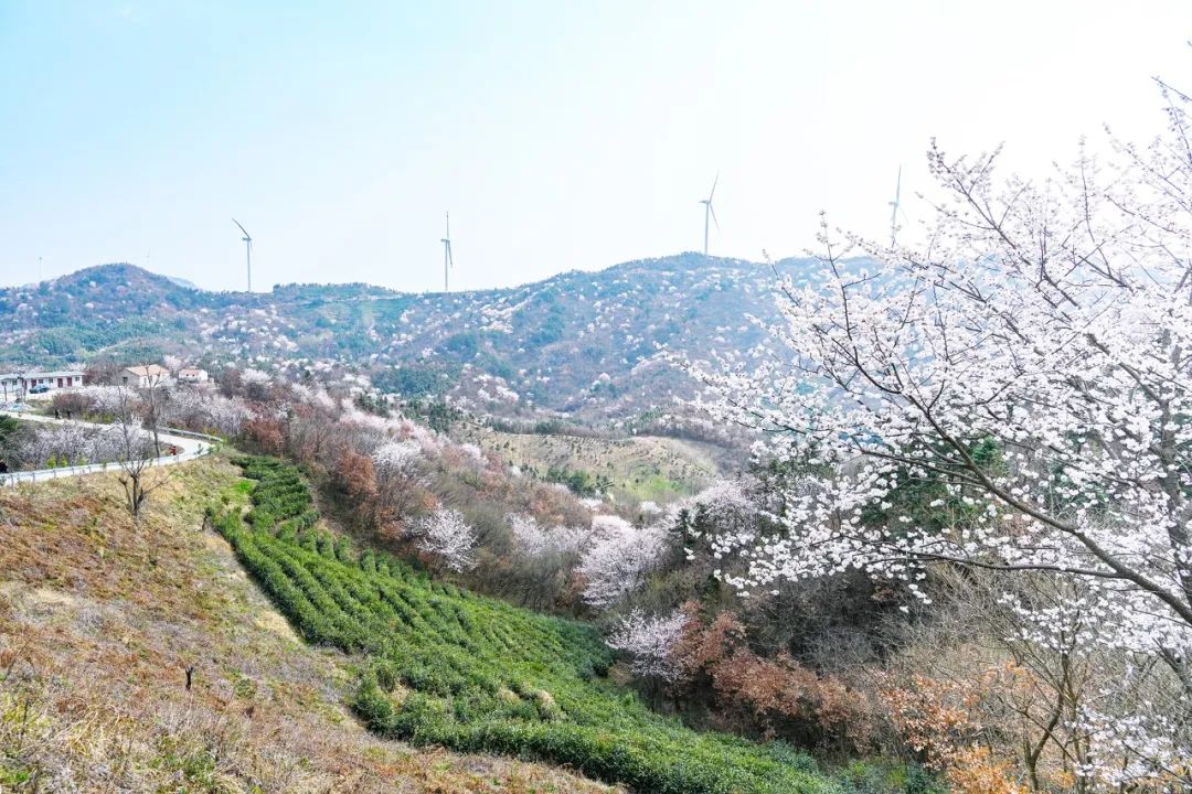 大悟野樱花图片