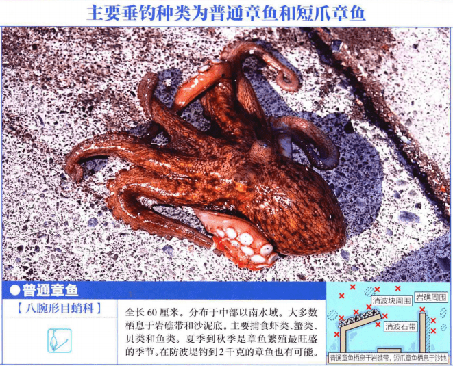 夏季到秋季是章鱼繁殖最旺盛的季节 全面讲解如果钓章鱼 钩底 海底 防波堤 夏季到秋季是章鱼繁殖最旺盛的季节 全面讲解如果钓章鱼 钩底 海底 防波堤