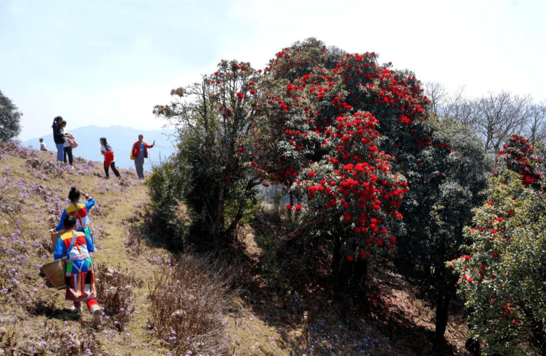 花海|在腾冲，有一种红，叫杜鹃花开映山红