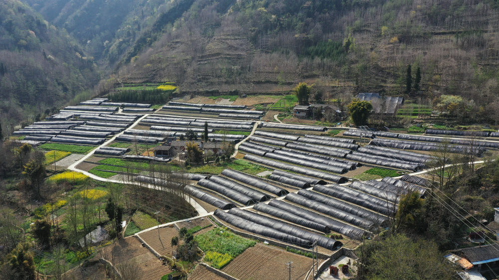 高山羊肚菌 撑起北川山区群众"致富伞"_种植_刘兆_片口乡