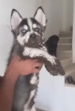 眼睛二哈把家弄满泥脚印，眼睛还藐视主人，表情很犀利欠揍！