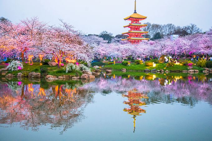 武汉东湖樱花园，此时樱花盛开，如梦似幻，让我们赴一场繁华盛宴