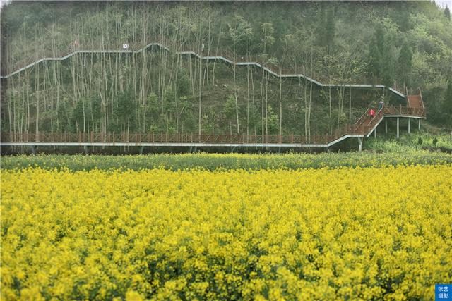 门票|罗平油菜花堪称东方大花园：满目金黄香百里，一方春色醉千山