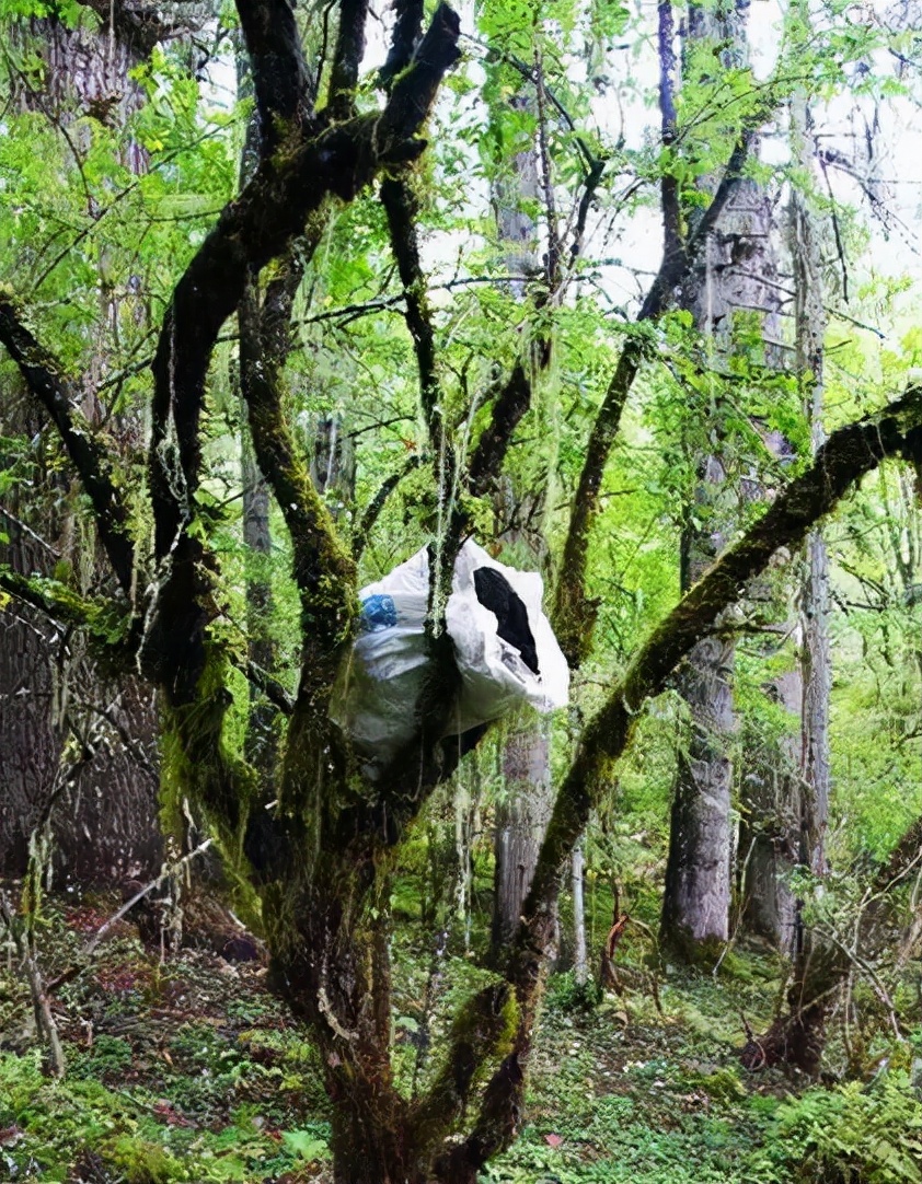 火化违背自然规律,那人类百年之后该怎么办_疫情_节约资源_尸体
