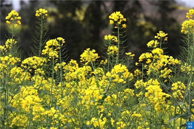 门票|罗平油菜花堪称东方大花园：满目金黄香百里，一方春色醉千山