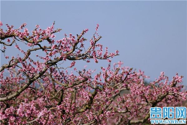 媒体|【图集】到贵阳永乐赏桃花，不负美好春光