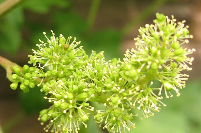 葡萄整形整穗技术易懂好上手赶紧收藏