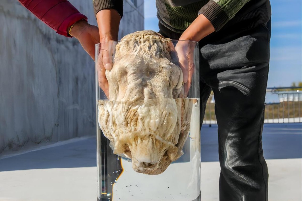 太岁是什么?不是植物不是动物的一坨"肉",为何价值百万?