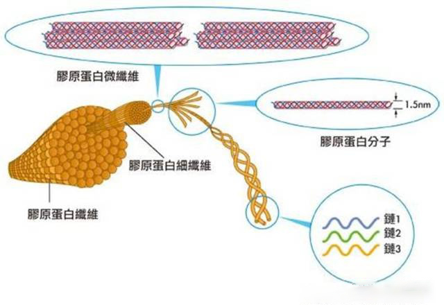 分子小分子胶原蛋白肽是什么神奇技术？为什么被用来做成RST肌活液？