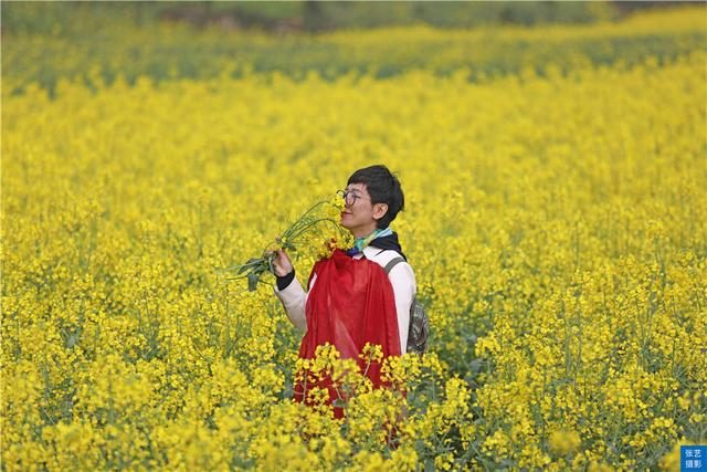 门票|罗平油菜花堪称东方大花园：满目金黄香百里，一方春色醉千山