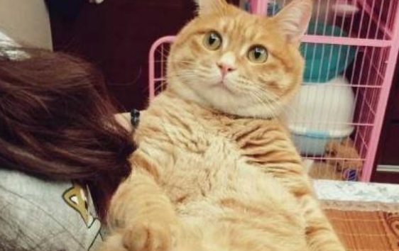 因为真正的中国本土猫，不只有狸花猫，最后一种很“神秘”