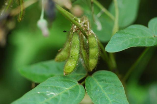 原創這種植物在過去被當作糧食如今價值珍貴野生數量已經不多了