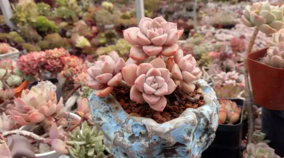 多肉怎么养才能长得粗壮 798ceb3e8bfb4d8d87998e1772574694.jpeg