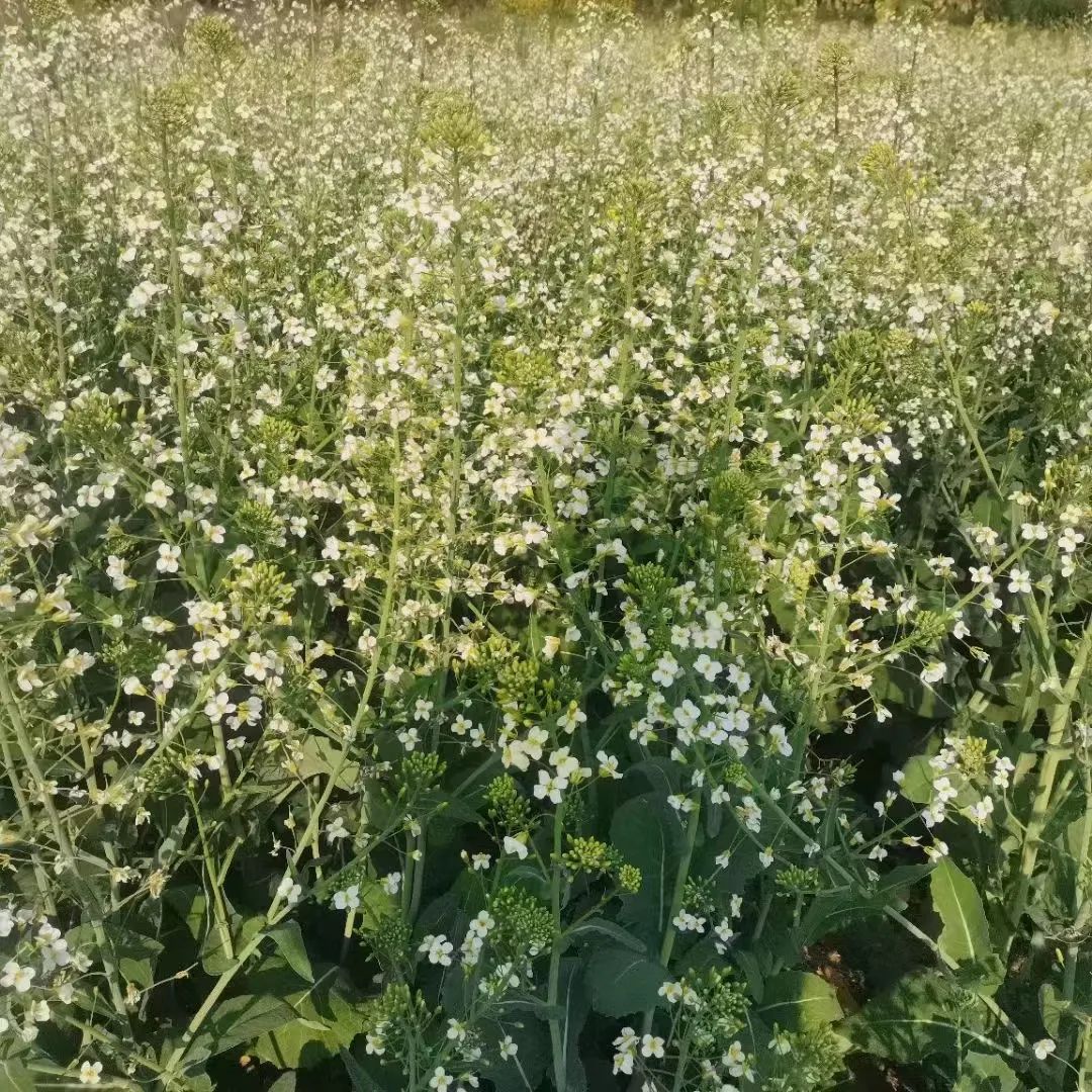 清水乡|司莫拉的彩色油菜开花啦！