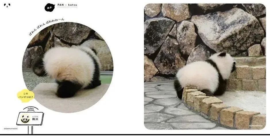 大象老虎屁屁摸不得，但ta的可以，不过不能贪摸哦！